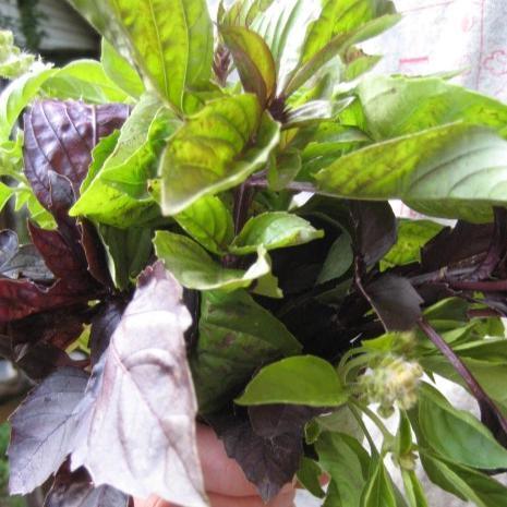 Basil Bouquet Art Pack Hudson Valley Seed Company