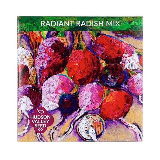 Radiant Radish Mix Art Pack Hudson Valley Seed Company