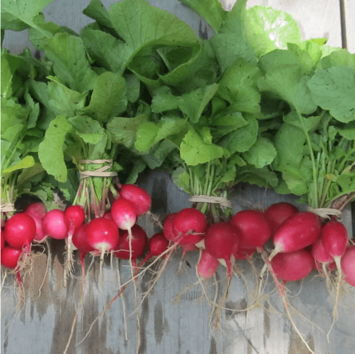 Radiant Radish Mix Art Pack Hudson Valley Seed Company