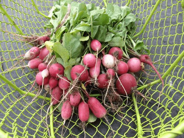 Radiant Radish Mix Art Pack Hudson Valley Seed Company