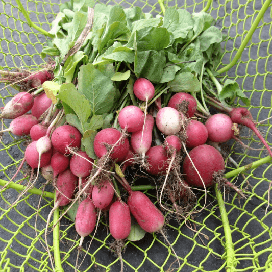 Radiant Radish Mix Art Pack Hudson Valley Seed Company