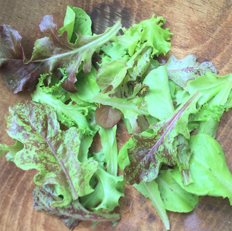 Metta Lettuce Mix (Organic) Hudson Valley Seed Company