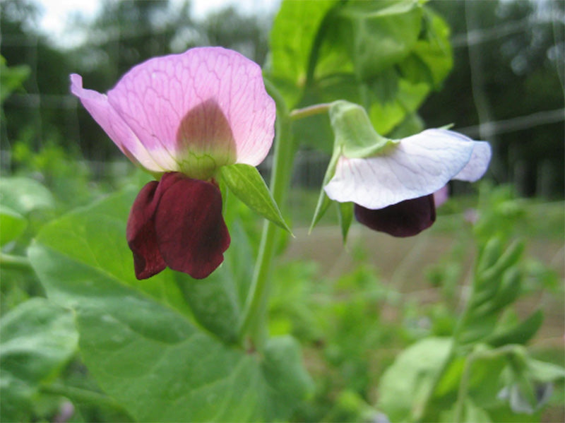 Swiss Giant Snow Pea Flowering, Purple and Maroon Blossoms