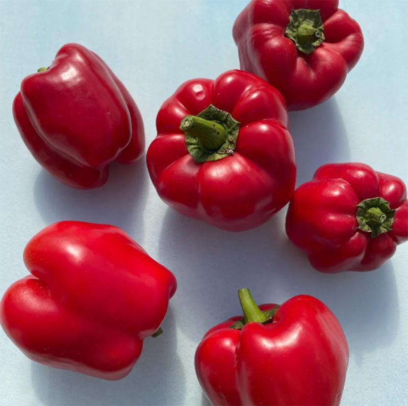 King of the North Sweet Bell Pepper Art Pack (Organic) Hudson Valley Seed Company