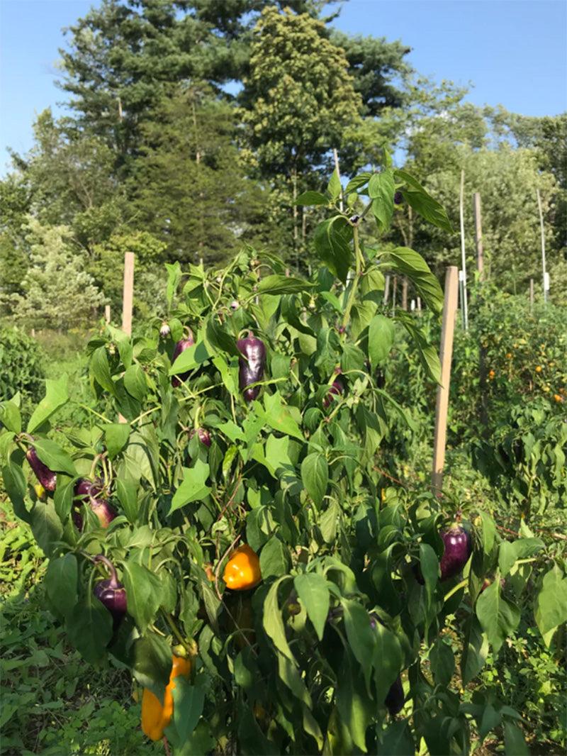 Pippin's Golden Honey Sweet Pepper Art Pack (Organic) Hudson Valley Seed Company