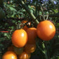 A growing bunch of Honey Drop cherry Tomatoes, an orange hue is noticeable 
