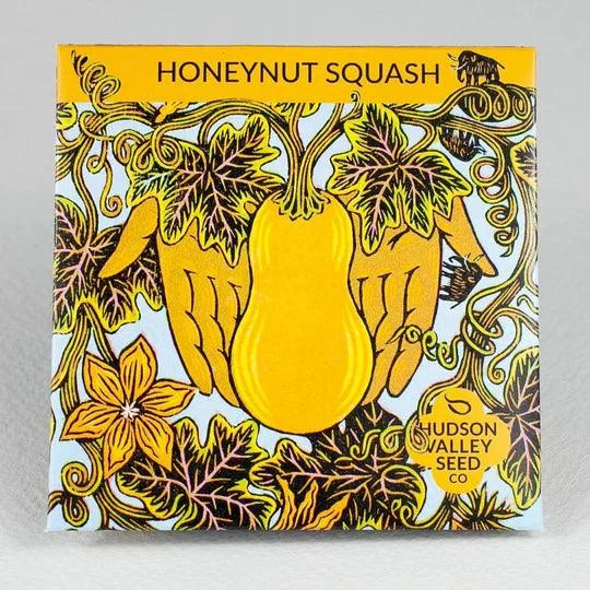 Honeynut Squash Hudson Valley Seed Company