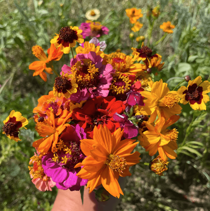 Bird Lover's Wildflower Mix Seed Shaker Hudson Valley Seed Company