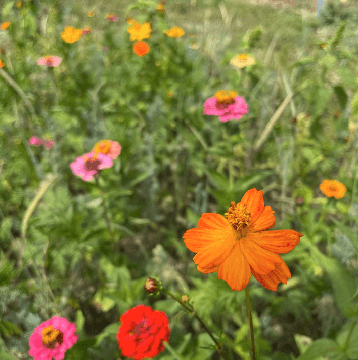 Bird Lover's Wildflower Mix Seed Shaker Hudson Valley Seed Company