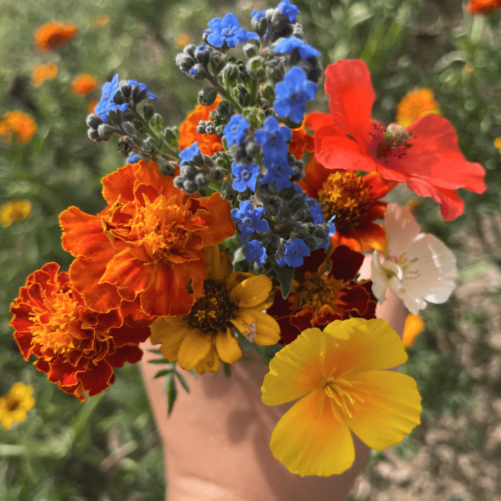 Colorscape Wildflower Mix Seed Shaker Hudson Valley Seed Company