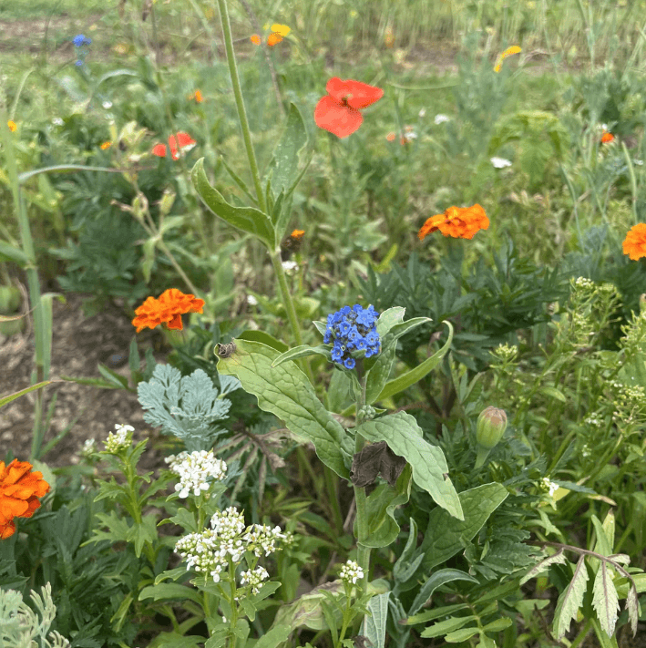 Colorscape Wildflower Mix Seed Shaker Hudson Valley Seed Company