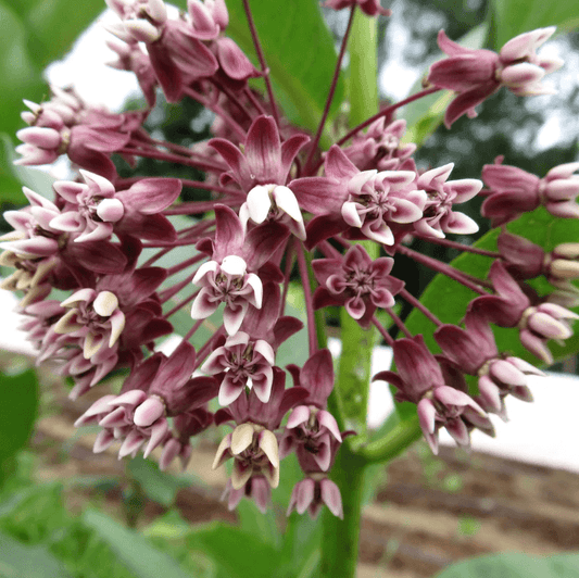 Milkweed Art Pack Hudson Valley Seed Company