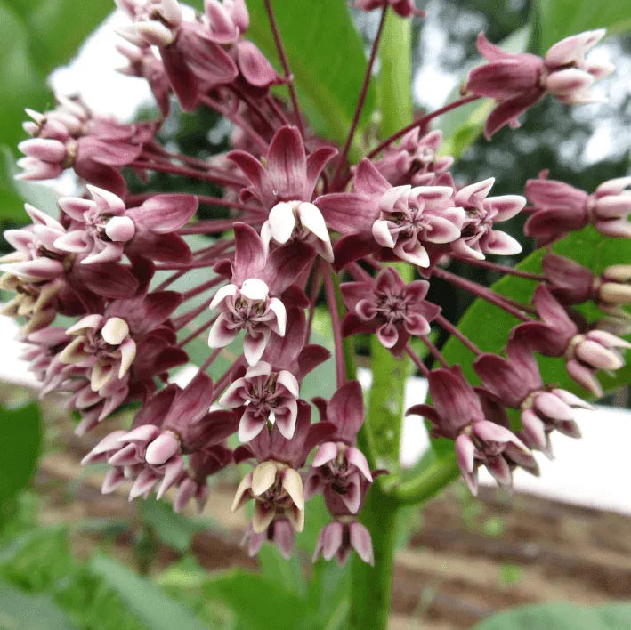 planting showy milkweed seeds Showy Milkweed 1oz