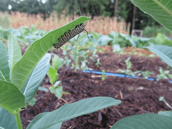 Milkweed Art Pack Hudson Valley Seed Company