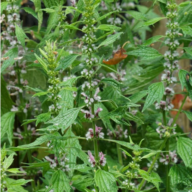 Official Motherwort Seeds (Organic) Strictly Medicinal