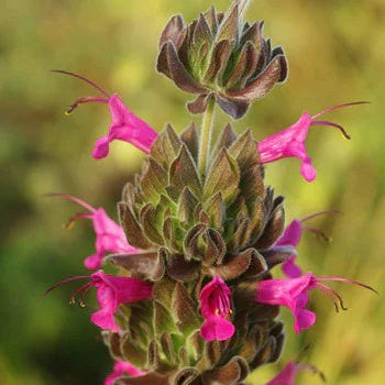 Organic Pitcher Sage Seeds Strictly Medicinal