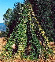 Organic Hops Seeds Strictly Medicinal