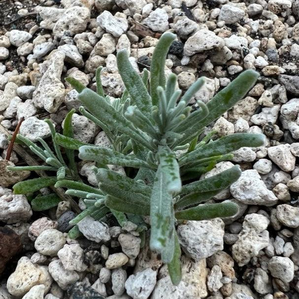 Organic Hidcote Lavender Seeds Strictly Medicinal