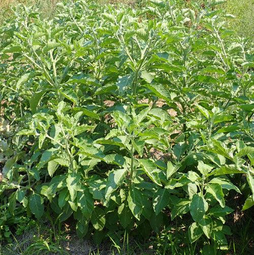 Organic African Ashwagandha Seeds Strictly Medicinal