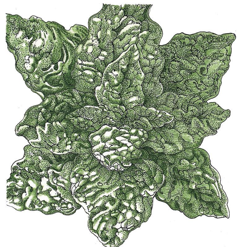 Bloomsdale Spinach Seeds (Organic) Peaceful Valley