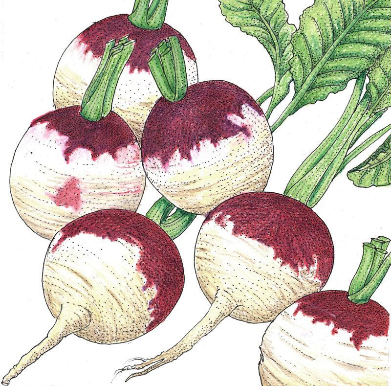 Purple Top White Globe Turnip Seeds (Organic) Peaceful Valley