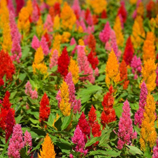 Plume Celosia Mix True Leaf Market