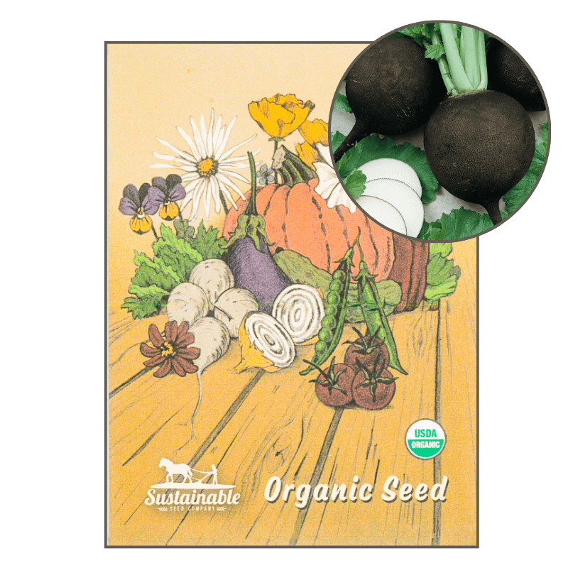 Black Spanish Radish (Organic) True Leaf Market