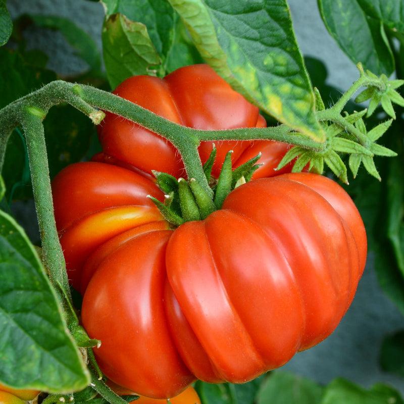 Brandywine, Pink - Slicer Tomato Seeds - Heirloom Untreated NON-GMO - Foto 6