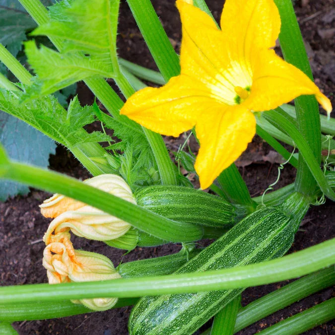 Organic Cocozelle Summer Squash – Grow Organic Organic Cocozelle Summer Squash – Grow Organic