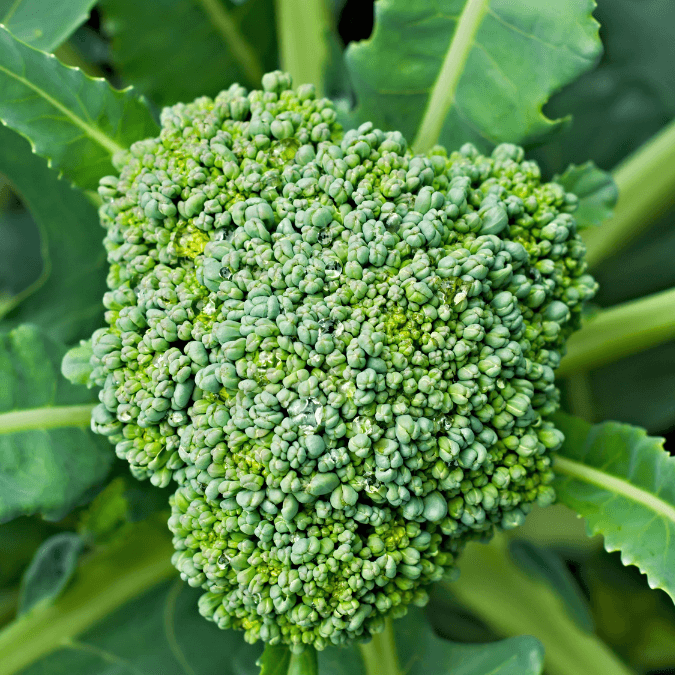 Di Cicco Broccoli (Organic) True Leaf Market