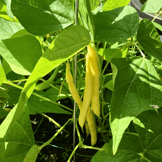 Gold Rush  Bush Bean (Organic) True Leaf Market