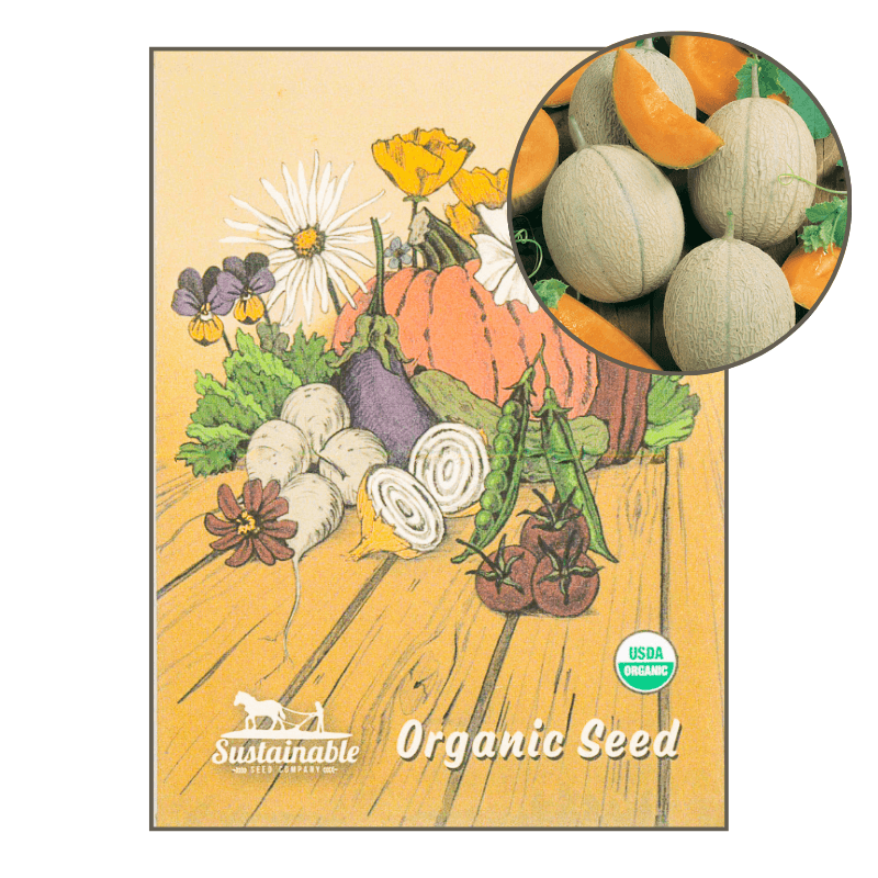 Honeyrock Melon (Organic) True Leaf Market