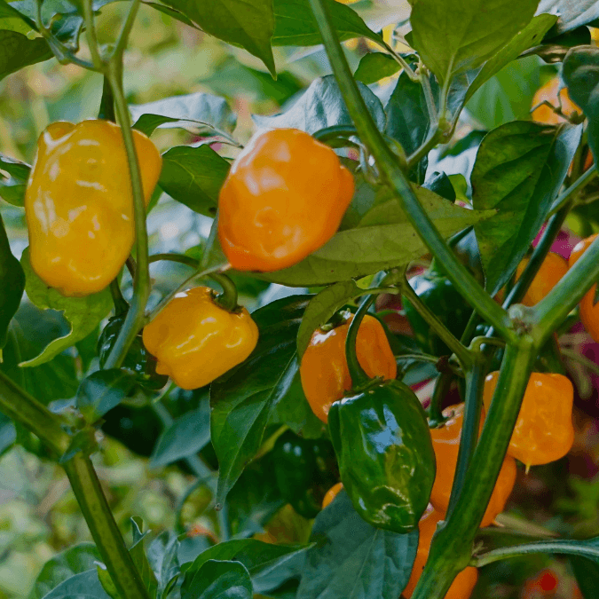 Hot Orange Habanero Pepper (Organic) True Leaf Market