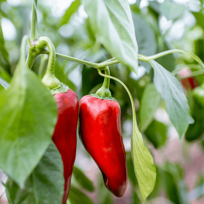 Marconi Red Sweet Pepper (Organic) True Leaf Market
