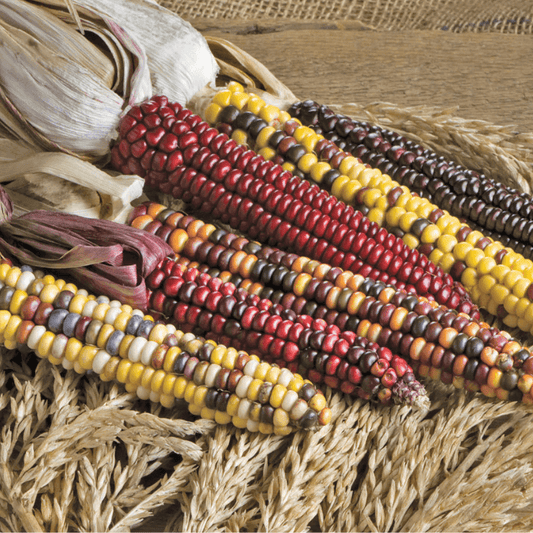 Painted Mountain Corn (Organic) True Leaf Market
