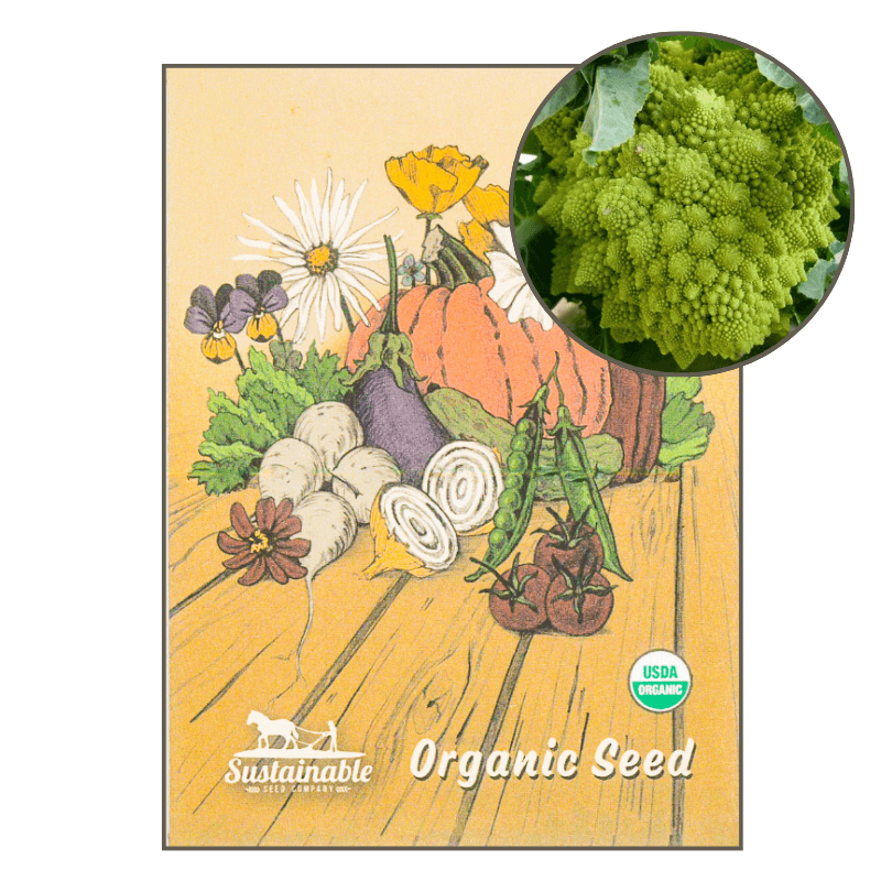 Romanesco Broccoli (Organic) - Grow Organic