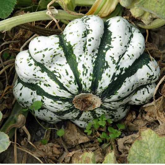 Scallop Jaune et Verte Summer Squash True Leaf Market