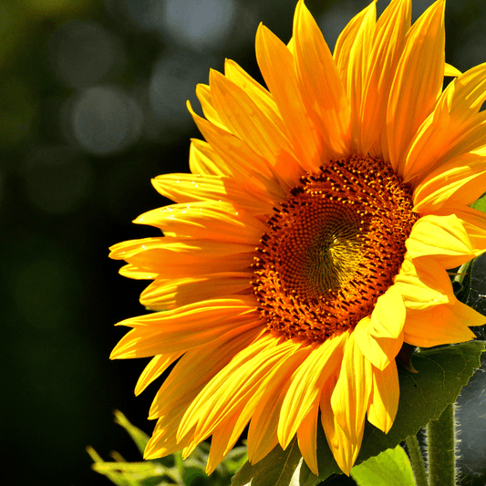 Skyscraper Sunflower (Organic) True Leaf Market