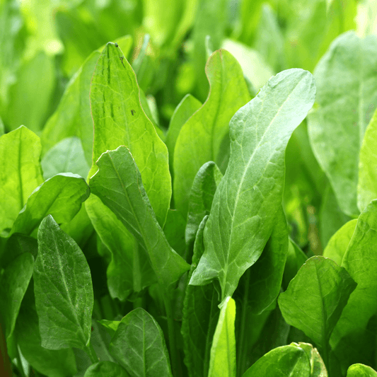 Sorrel (Organic) True Leaf Market