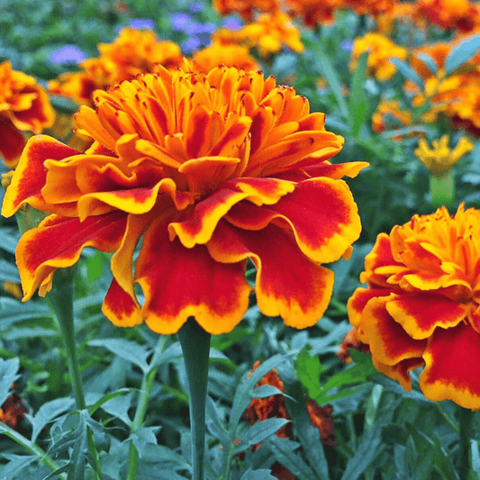 Sparky Marigold (Organic) True Leaf Market