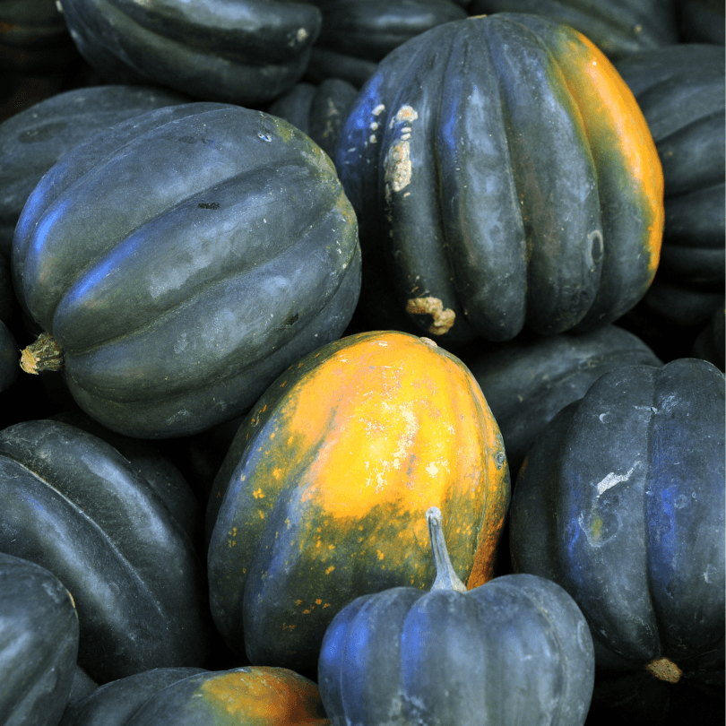 Table Queen Bush Acorn Winter Squash (Organic) True Leaf Market