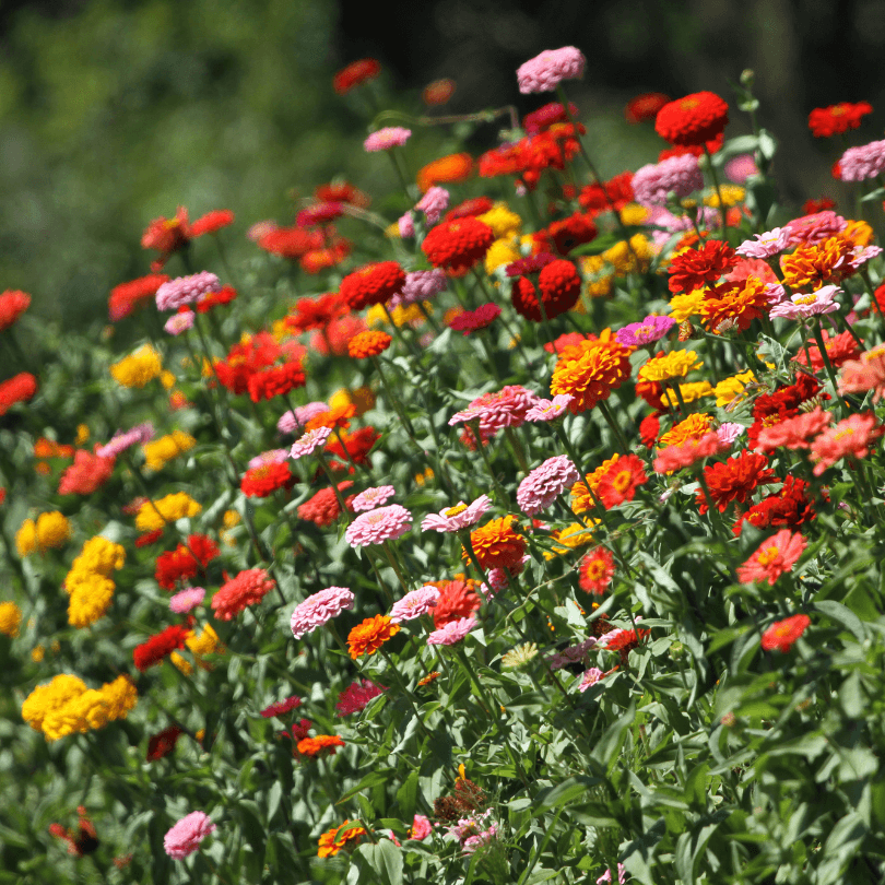 Thumbelina Mix Zinnia (Organic) True Leaf Market