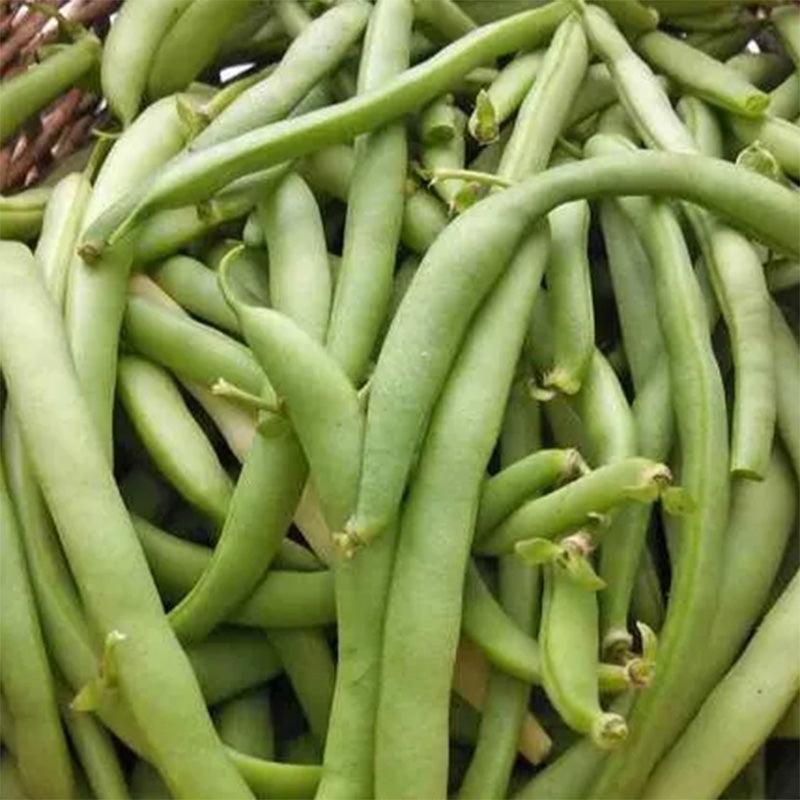 Black Valentine Dry/Snap Bean Seeds High Desert Seed and Gardens
