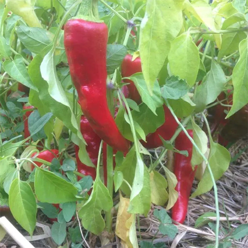 Chimayo Peppers growing on the bush 