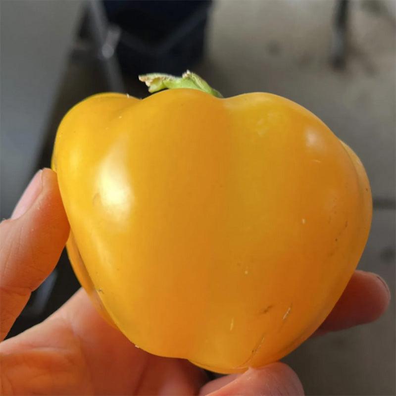 Capriglio Amarillo Sweet Pepper Seeds High Desert Seed and Gardens