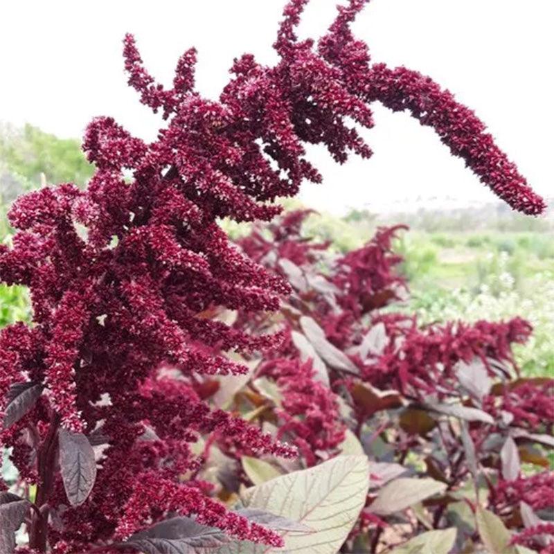 Hopi Red Dye Amaranth Flower Seeds High Desert Seed and Gardens