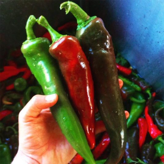 Mosco Chile Hot Roasting Pepper Seeds High Desert Seed and Gardens