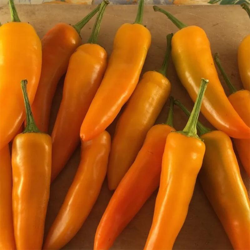 Tequila Sunrise Sweet Pepper Seeds Seeds High Desert Seed and Gardens