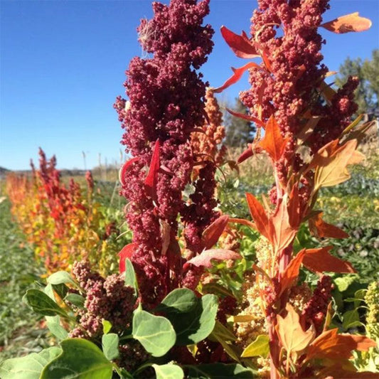 High Desert Mix Quinoa Grain Seeds High Desert Seed and Gardens