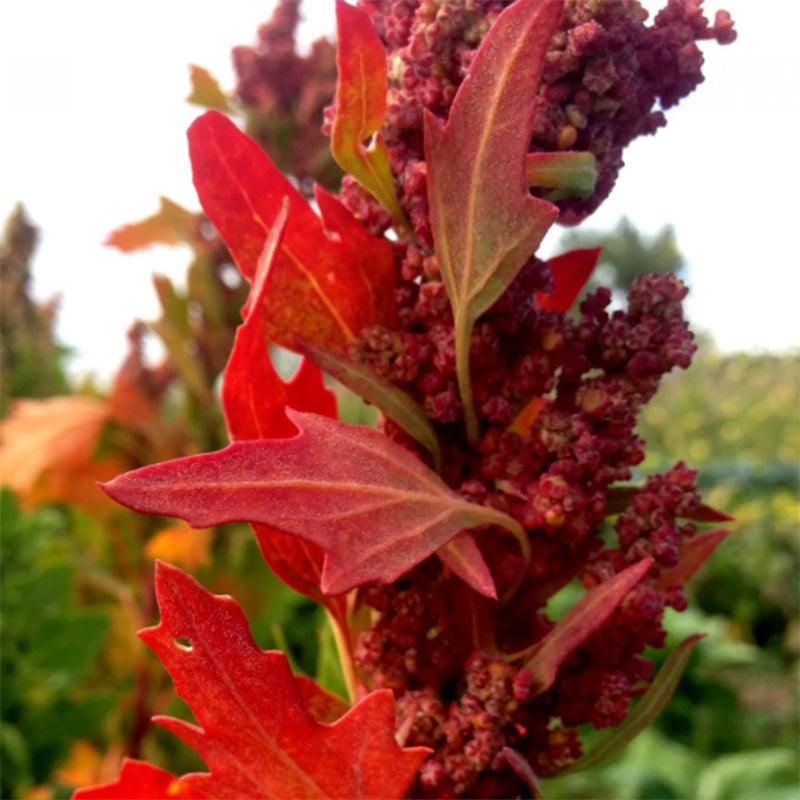 High Desert Mix Quinoa Grain Seeds High Desert Seed and Gardens